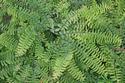 fern
Picture # 1177
