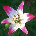 Asiatic Lily
Picture # 1212