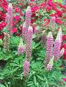 Purple and White Lupine
Picture # 1216