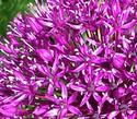 Allium Giganteum
Picture # 1225
