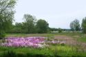 Wildflowers and Bay in Door County
Picture # 1248
