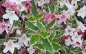 Variegated Wiegela Leaves and Flowers
Picture # 1251
