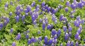 Bluebonnets
Picture # 1688
