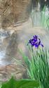 Siberian Iris
Picture # 1629
