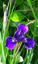 Siberian Iris
Picture # 1630
