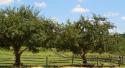 Apple Trees at Freeman Farm
Picture # 4067
