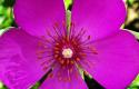 Flower
Picture # 250
