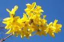Sun on Forsythia
Picture # 236

