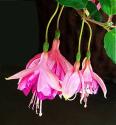 Fuchsia
Picture # 242
