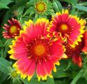 Blanket Flower 2
Picture # 295