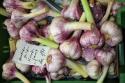 Garlic at Market Hall
Picture # 337

