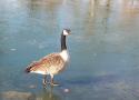 Canada Goose
Picture # 146
