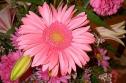 Gerbera Daisy
Picture # 3