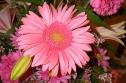 Gerbera Daisy
Picture # 3
