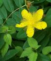 Hypericum
Picture # 388
