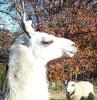 Llama and Sheep 2
Picture # 92
