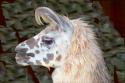 Llama
Picture # 83
