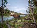 Moose
Picture # 2135