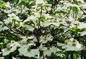 White Dogwood
Picture # 2142
