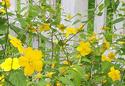 Delicate Yellow Flowers
Picture # 2143
