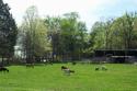 Goat Farm
Picture # 2146
