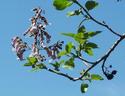 Unknown Flowering Tree
Picture # 2161