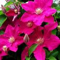 Clematis
Picture # 2164
