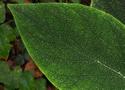 Textured Leaf
Picture # 2186