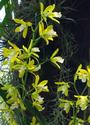 Yellow Orchids
Picture # 2190
