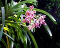 Spotted Orchids
Picture # 2200