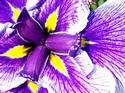 Japanese Iris
Picture # 2209