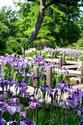 Japanese Iris
Picture # 2212
