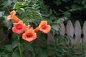 Trumpet Vine on Picket Fence
Picture # 2622
