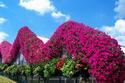Wave Petunias Outline Greehouse Roof
Picture # 2276