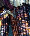 Colorful Dried Corn
Picture # 2312
