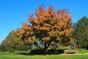 Garden Bench Amid Autumn Glory
Picture # 2326
