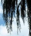 Weeping Willow
Picture # 2738
