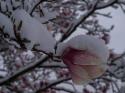 Springtime Surprise
Picture # 3723
