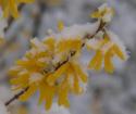 Snow Capped Forsythia
Picture # 3727

