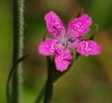 Pink Star Grass
Picture # 4117