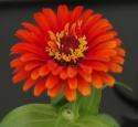 Zinnia
Picture # 3422