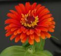 Zinnia
Picture # 3422
