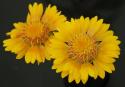 Blanket Flower - Sunflower Family
Picture # 3423
