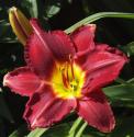 Red Day Lily
Picture # 3427
