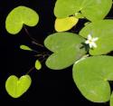 Floating Heart Water Lily - Nymphoides
Picture # 3428
