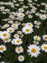 Summer Daisies
Picture # 3430

