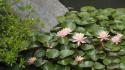 Waterlillies in Japanese Garden
Picture # 3447

