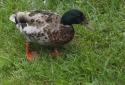 Duck
Picture # 3450
