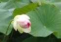 Lotus Blossom Bud
Picture # 3452