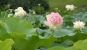 Lotus Blossoms
Picture # 3454

